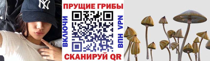 Галлюциногенные грибы MAGIC MUSHROOMS  Купить где  Пошехонье 